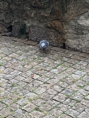 Columba livia domestica