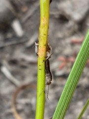 Moraea bituminosa