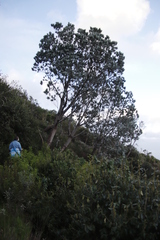 Leucadendron argenteum