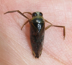 Notonecta maculata