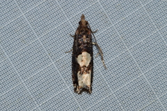 Epinotia trigonella