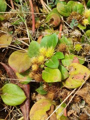 Alternanthera pungens