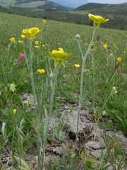 Ranunculus monspeliacus