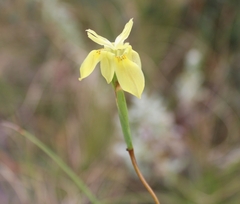 Moraea bituminosa