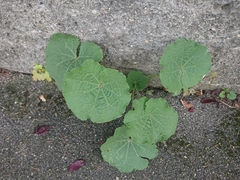 Alcea rosea