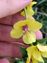 Verbascum blattaria