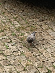Columba livia domestica
