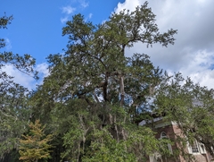 Epidendrum conopseum