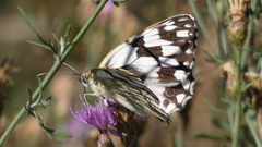 Melanargia lachesis
