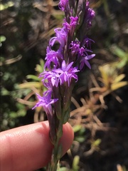 Liatris chapmanii