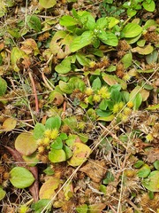 Alternanthera pungens