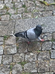 Columba livia domestica