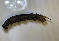 Sphingidae