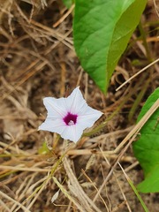 Ipomoea hildebrandtii