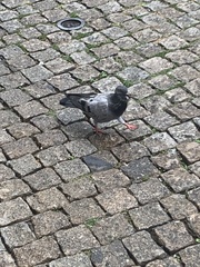 Columba livia domestica