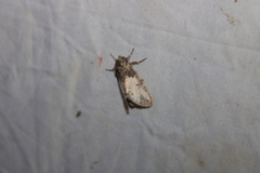 Macrurocampa marthesia