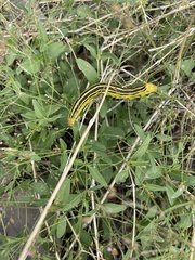 Sphingidae