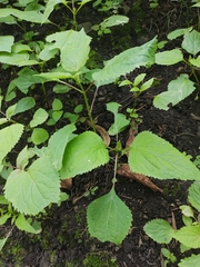 Ageratina petiolaris