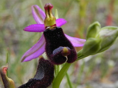Ophrys bertolonii bertolonii