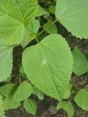 Ageratina petiolaris