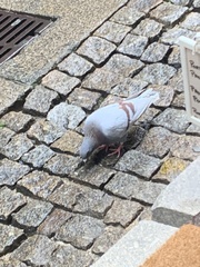Columba livia domestica