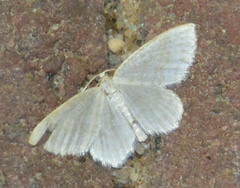 Asthena albulata