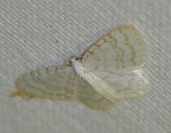 Asthena albulata