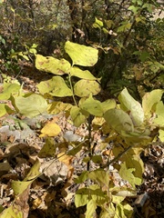 Fraxinus americana