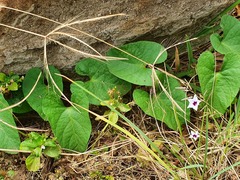 Ipomoea hildebrandtii