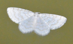 Asthena albulata