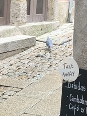 Columba livia domestica