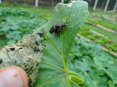 Lagria villosa