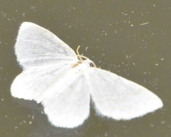 Asthena albulata