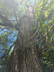 Salix nigra