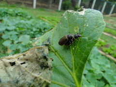 Lagria villosa