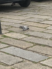 Columba livia domestica