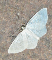 Asthena albulata