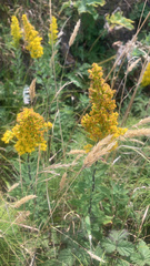 Solidago spathulata
