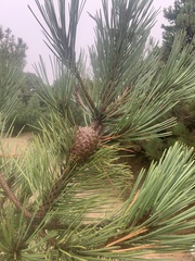 Pinus