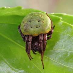 Araneus apricus