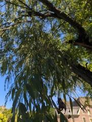 Salix nigra