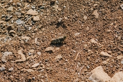 Angaracris barabensis