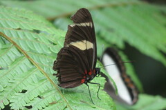 Heliconius doris