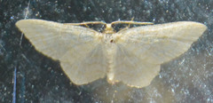 Asthena albulata