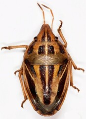 Aelia virgata