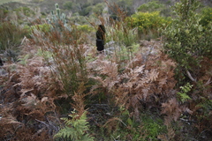 Pteridium aquilinum capense