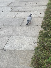 Columba livia domestica