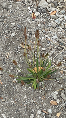 Plantago lanceolata