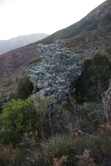 Leucadendron argenteum