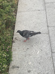 Columba livia domestica